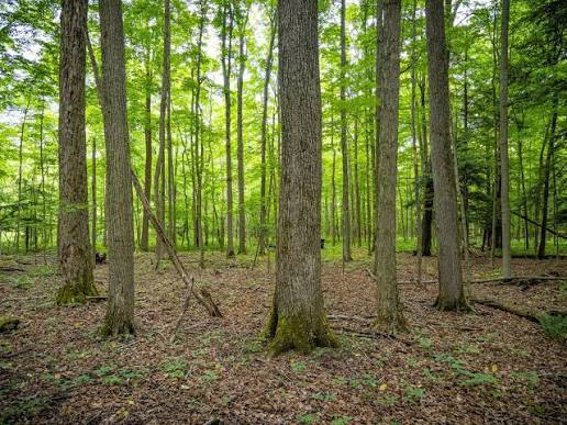 Basswood